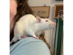 Adopt Phantom a White Rat / Rat / Mixed small animal in Missoula, MT (41440950)