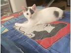 Adopt Snowball a White (Mostly) Domestic Shorthair cat in Brandon, FL (41441699)
