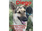 Adopt Diego a Tan/Yellow/Fawn - with Black German Shepherd Dog / Mixed dog in