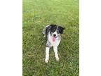 Adopt Millie a White - with Black Australian Shepherd / Mixed dog in Troy