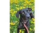 Adopt Nica a Black Retriever (Unknown Type) / Mixed dog in Wausau, WI (41319855)