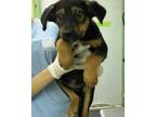 Adopt Luthor a Black Terrier (Unknown Type, Small) / Black Mouth Cur / Mixed dog