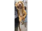 Adopt Sally a Tan/Yellow/Fawn Border Collie / Mixed dog in Amarillo