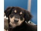 Adopt 55901927 a Black Shepherd (Unknown Type) / Mixed dog in Bryan
