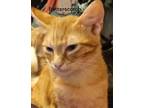 Adopt Butterscotch a Orange or Red Tabby American Shorthair / Mixed (short coat)