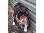 Adopt Abbey a Calico or Dilute Calico Calico / Mixed (short coat) cat in