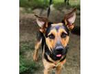 Adopt Bree Bree a Black - with Tan, Yellow or Fawn German Shepherd Dog dog in