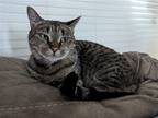 Adopt Kat Mandu a Brown Tabby Domestic Shorthair / Mixed (short coat) cat in