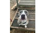 Adopt Cora a Brindle - with White American Pit Bull Terrier dog in Stone