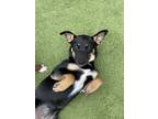Adopt Aurora a Black - with Tan, Yellow or Fawn Shepherd (Unknown Type) / Mixed