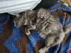 Adopt Ferguson a Gray or Blue Domestic Longhair / Mixed (long coat) cat in