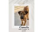 Adopt Canelo a Brown/Chocolate - with Black Rhodesian Ridgeback / Hound (Unknown
