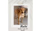 Adopt Rubi a Brown/Chocolate Vizsla dog in Lukeville, AZ (41438207)