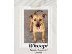 Adopt Whoopi a Brown/Chocolate - with Black Carolina Dog dog in Lukeville