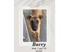 Adopt Barry a Brown/Chocolate - with Black Belgian Malinois / Shepherd (Unknown