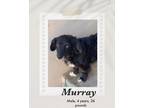 Adopt Murray a Black - with White Flat-Coated Retriever / Corgi dog in