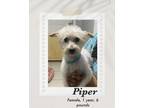 Adopt Piper a White Jack Russell Terrier dog in Lukeville, AZ (41438203)