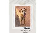 Adopt Alan a Brown/Chocolate Carolina Dog dog in Lukeville, AZ (41438202)