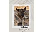 Adopt Melia a Brown/Chocolate - with Black Belgian Malinois dog in Lukeville
