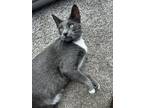 Adopt Parker a Gray, Blue or Silver Tabby Russian Blue / Mixed (short coat) cat