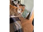 Adopt Kitty Cat or Solen a Orange or Red Tabby American Shorthair / Mixed (short