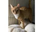 Adopt Tobasco a Orange or Red Tabby Domestic Shorthair / Mixed (short coat) cat