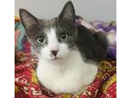 Adopt Orbit a Gray or Blue (Mostly) Domestic Shorthair / Mixed (short coat) cat