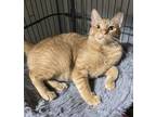Adopt Wasabi a Orange or Red Tabby Domestic Shorthair / Mixed (short coat) cat