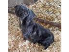 Adopt Beauty a Black Shih Tzu / Mixed dog in Mountain View, MO (41234254)