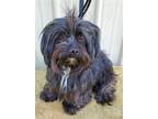 Adopt Beauty a Black Shih Tzu / Mixed dog in Mountain View, MO (41234254)