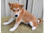 Adopt Chai a Red/Golden/Orange/Chestnut Shiba Inu / Mixed dog in Mountain View