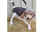 Adopt Hunter a Tricolor (Tan/Brown & Black & White) Beagle / Mixed dog in