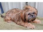 Adopt Stuart a Red/Golden/Orange/Chestnut Shih Tzu / Mixed dog in Mountain View