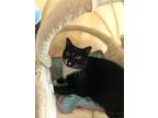 Adopt Piper a Black & White or Tuxedo Domestic Shorthair / Mixed (short coat)