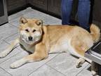 Adopt Yuna a Tan/Yellow/Fawn Akita / Mixed dog in Yonkers, NY (41441556)
