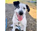 Adopt Lupita a White Australian Cattle Dog / Mixed dog in Oakland, CA (41422030)