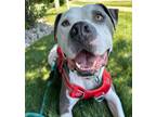 Adopt Bear (23-143 D) a White - with Gray or Silver Mixed Breed (Medium) dog in