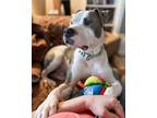 Adopt Bear (23-143 D) a White - with Gray or Silver Mixed Breed (Medium) dog in