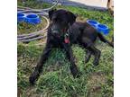 Adopt Mickey a Black Labrador Retriever / Shepherd (Unknown Type) / Mixed dog in