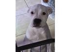 Adopt Doc a White Staffordshire Bull Terrier / Terrier (Unknown Type