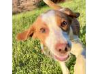 Adopt Guido a Tan/Yellow/Fawn - with White Dachshund / Beagle / Mixed dog in