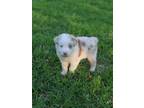 Adopt Nitro a Red/Golden/Orange/Chestnut Australian Shepherd / Mixed dog in