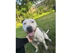 Adopt Puddle a White - with Gray or Silver American Pit Bull Terrier / American
