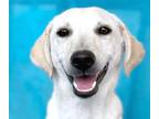 Adopt Esme a Tan/Yellow/Fawn Beagle / Retriever (Unknown Type) / Mixed dog in