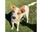 Adopt Mac a Tan/Yellow/Fawn - with White Labrador Retriever / Mountain Cur /