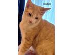 Adopt Dutch a Tan or Fawn Tabby American Shorthair / Mixed (short coat) cat in