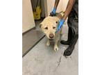 Adopt Murguro a White Labrador Retriever / Mixed dog in Los Lunas, NM (41441501)