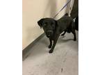 Adopt Tito a Black Labrador Retriever / Mixed dog in Los Lunas, NM (41441500)