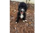 Adopt Remi a Black - with White Sheepadoodle / Mixed dog in Atlanta
