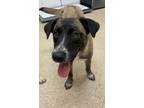 Adopt Snickers a Brown/Chocolate Mixed Breed (Medium) / Mixed Breed (Medium) /